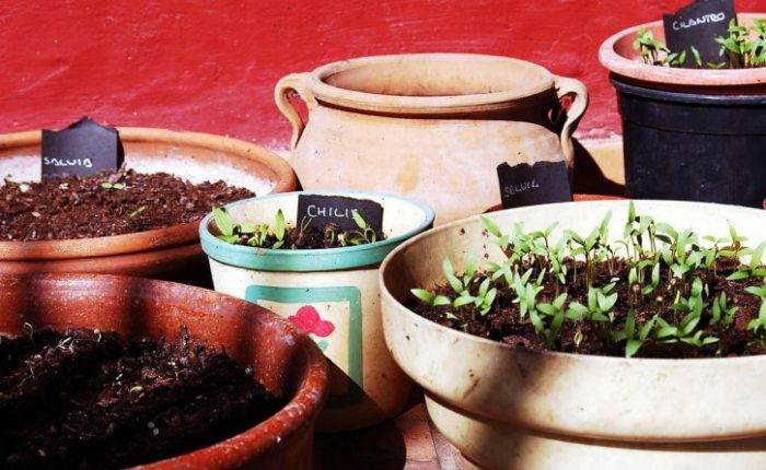 Read more about the article Wysiewanie nasion – przygotowywanie rozsad w domu