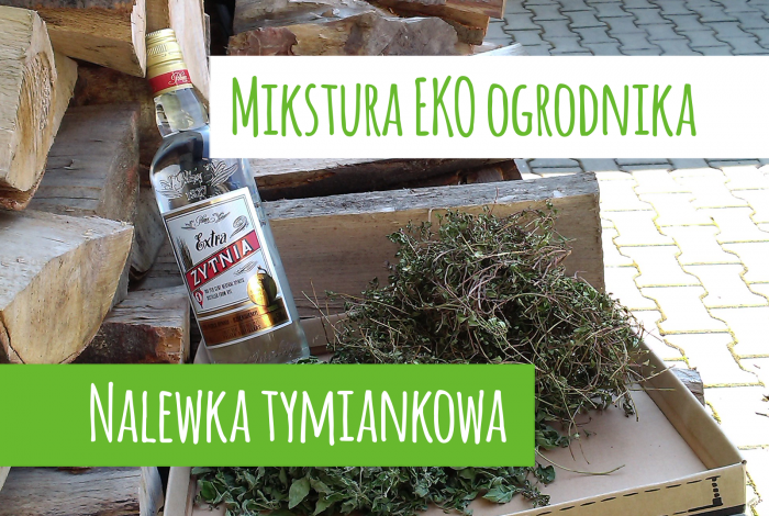 Read more about the article Nalewka tymiankowa